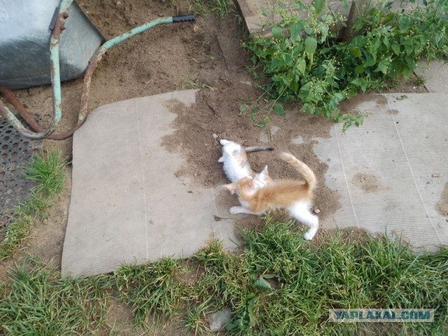 Жизнь домашнего приюта для котеек 460