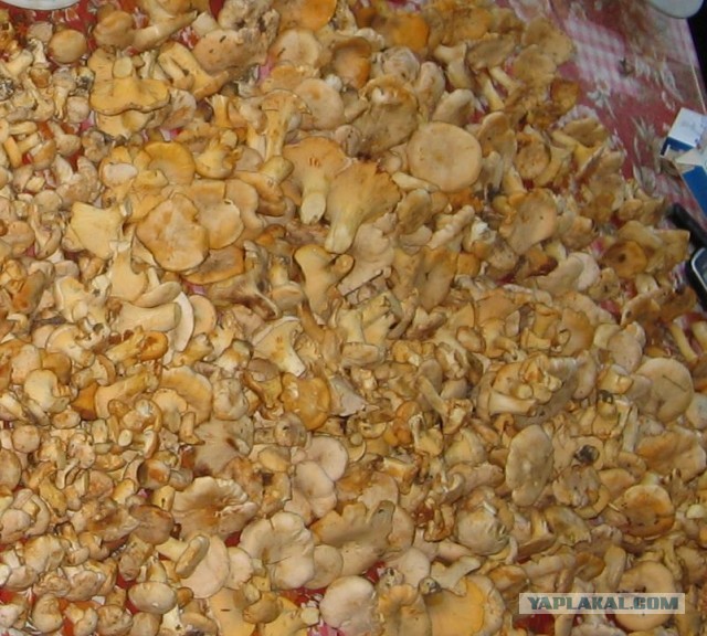 Грибной сезон открыт!