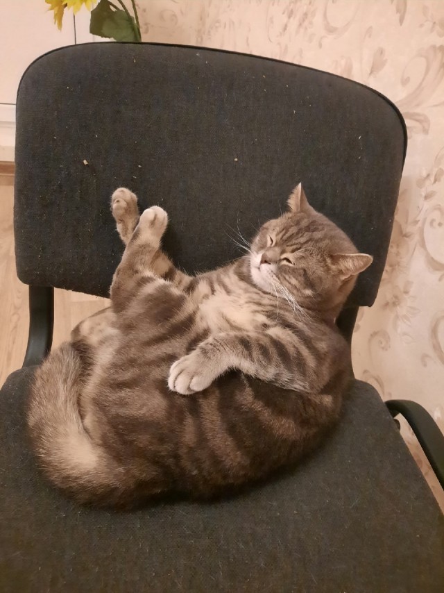 Кошачьи выкрутасы