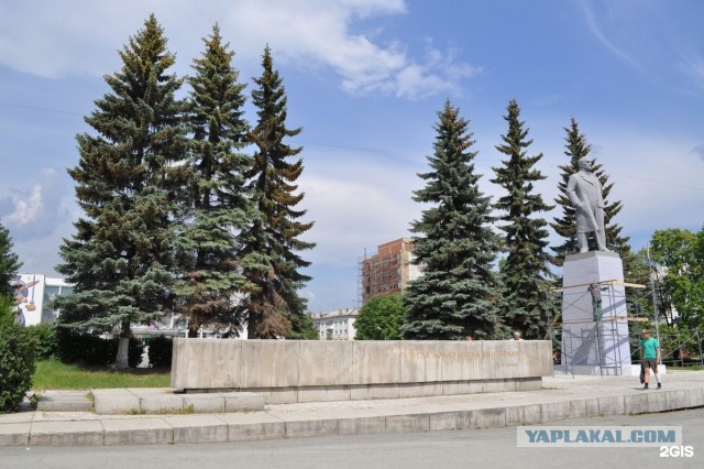 Житель Петербурга срубил ёлочку на улице и унес домой