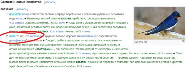 Стая краснокнижных касаток застряла в ледяном плену в японских водах Тихого океана