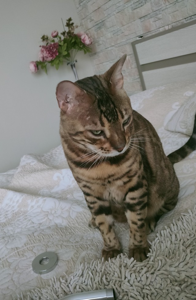 Котофторник же...