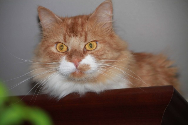 Котовторник 21.05.2013