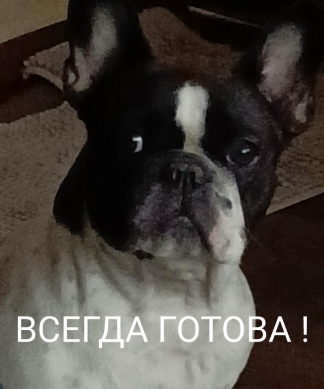 Четверг. Собаки.
