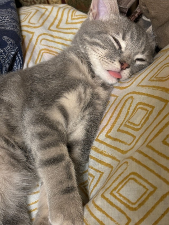 Наш новый член семьи ЙосЯ