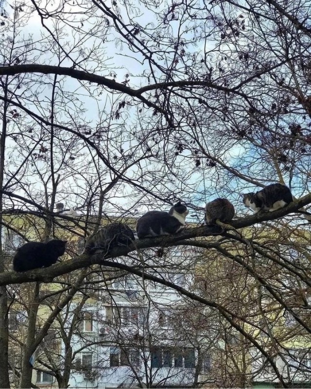 Коты прилетели, скоро весна!