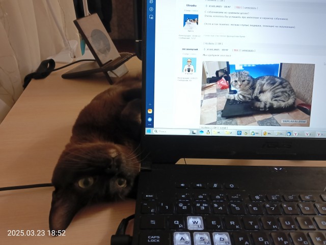 Чем отличаются люди, у которых есть кошки, от людей, у которых их нет? Тест и его результаты