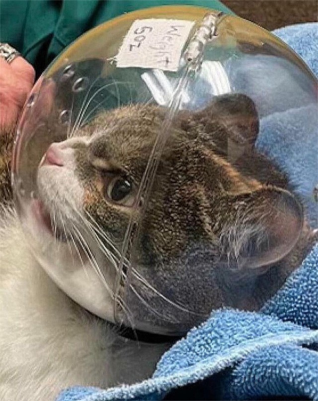 Коты, которые смирились со своей участью