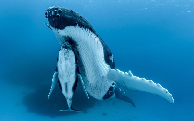 Самка горбатого кита с детёнышем