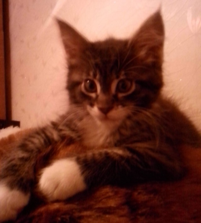 Немного о  Мейн Куне.