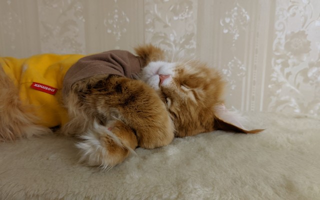 Тёплое, лаповое к котовторнику.