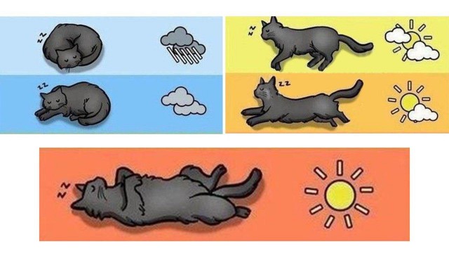 А что, если заменить синоптиков на котов