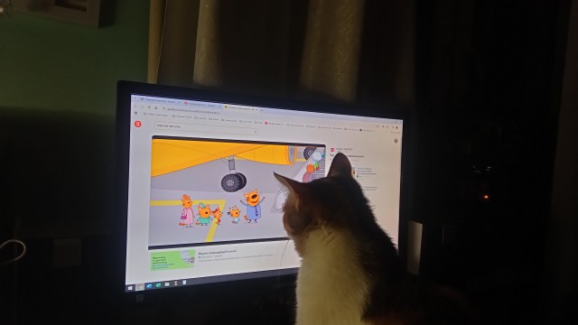 В наше время телевизор смотрят только коты
