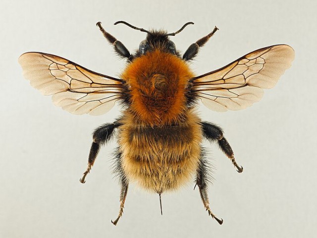 Бомбидарий.