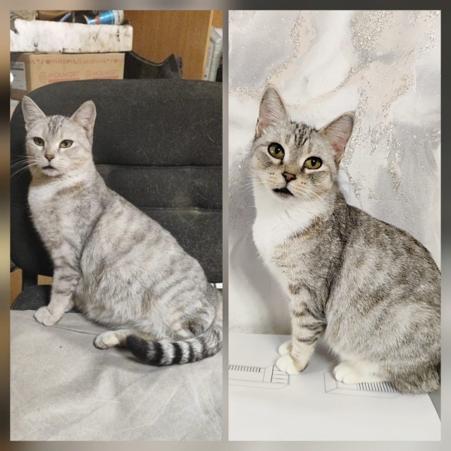 Котовторник наступил