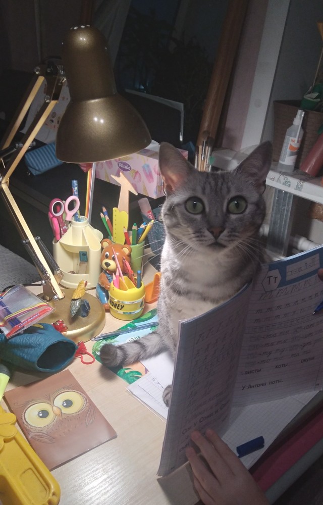 Забираем котика на стену