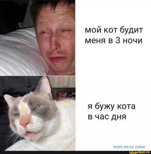 Веселые картинки в пятницу (14.11)