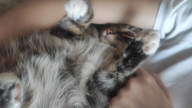 Нашелся таки хозяин (точнее хозяйка)