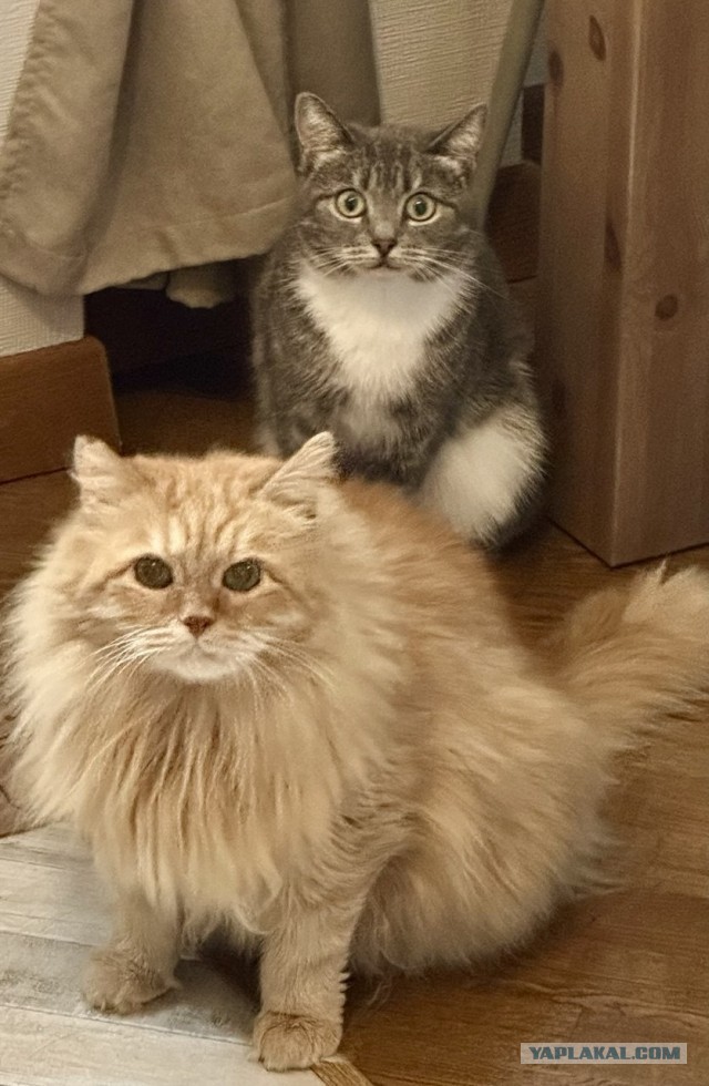 Котовторник Красавица кошка ищет дом