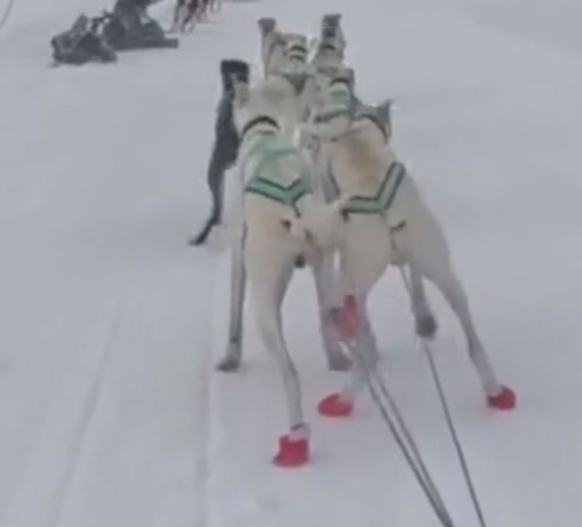 Собаки - нетормозяки