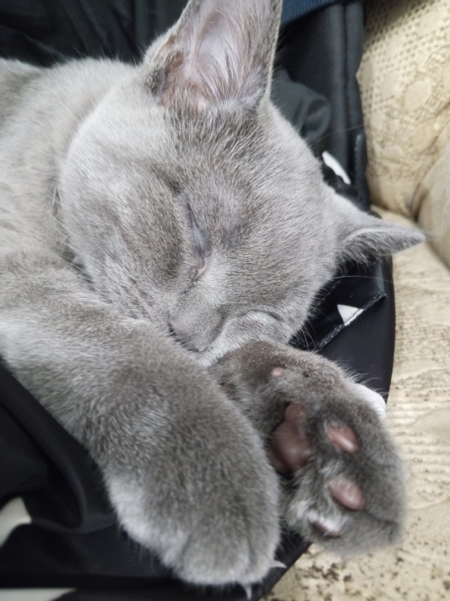Котовторник же!