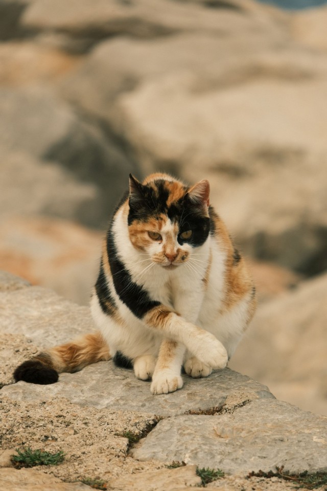Котовторник из Палермо