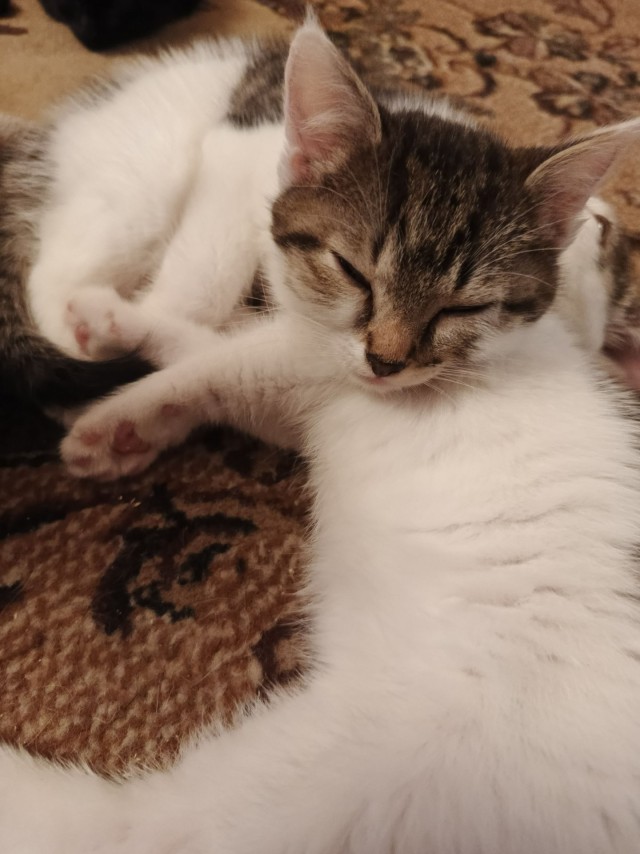 Кошачьи пробники