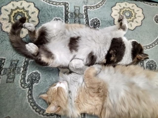 Фотки красивого кота.