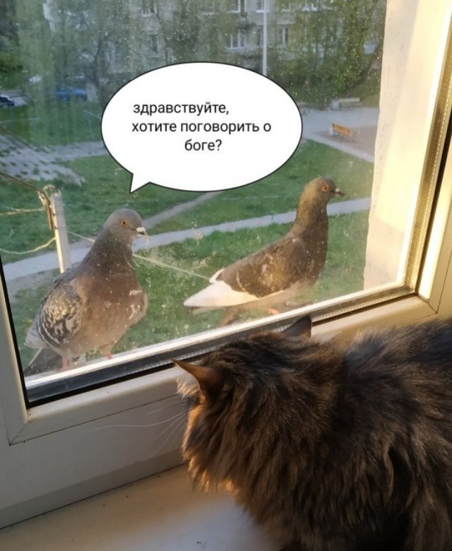 Голубь просто издевается