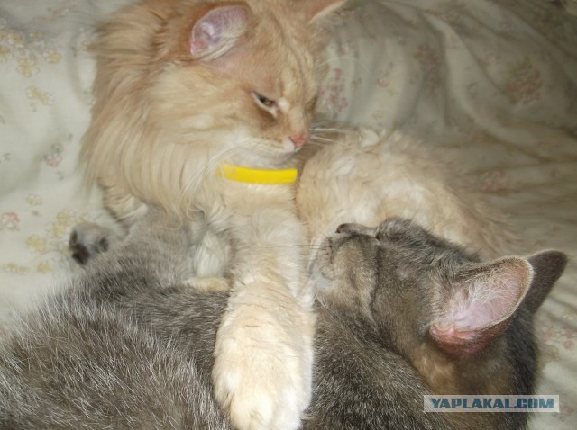 Котовторник 29.10.2013
