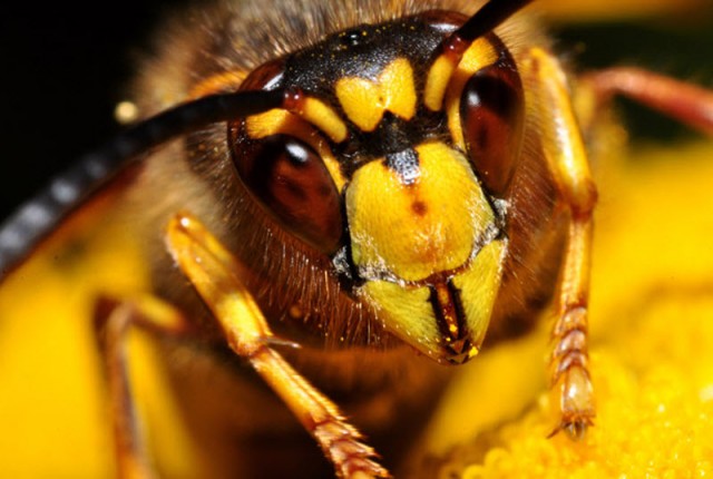 Взглянуть в лицо насекомым