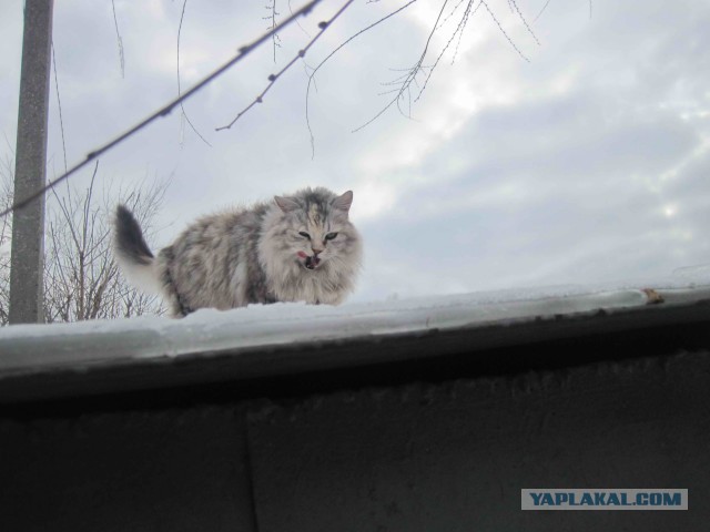 Котовторник 04.03.2014