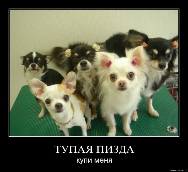 Поймали догхантера