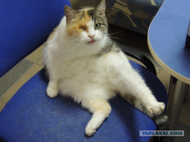 Котовторник 22.04.2014