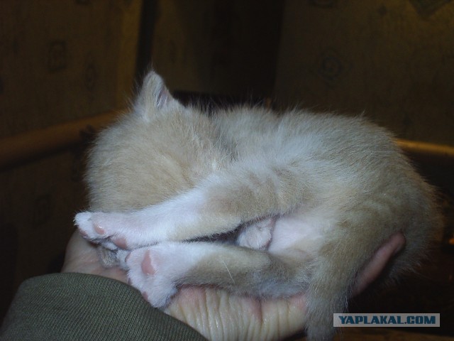 Котовторник 6.05.2014