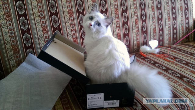Котовторник 22.07.14