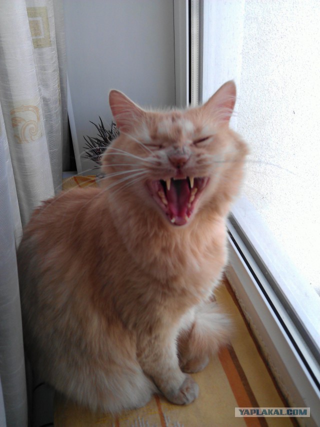 А у тебя есть фото твоей зевающей котейки ?