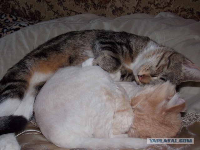 Котовторник 12.08.2014
