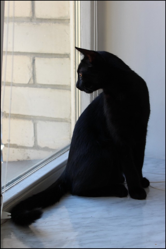 Рисованный котовторник