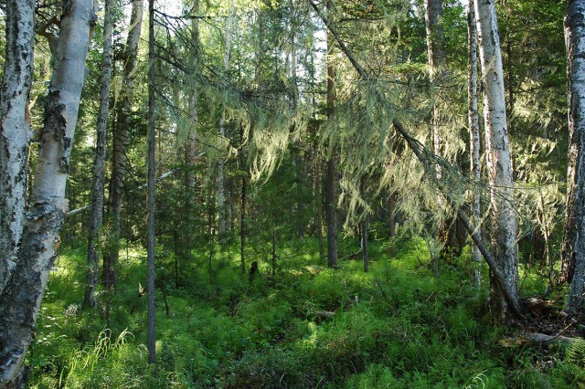 Деревенская Америка