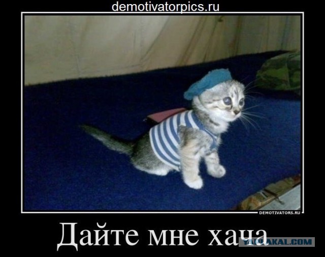 Боевой товарищ