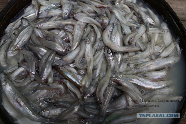 Какие продукты уникальны для Вашего региона?