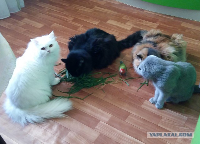 Прикольные коты