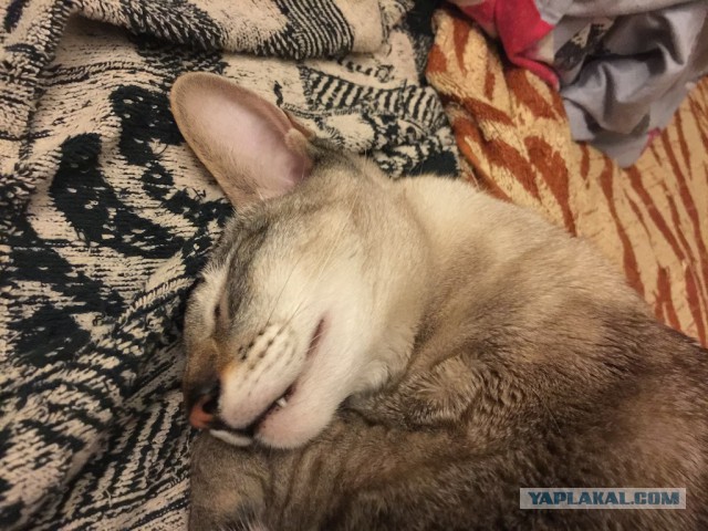 Котовторник 17.11.2015