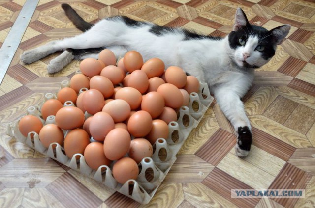 Деревенские коты