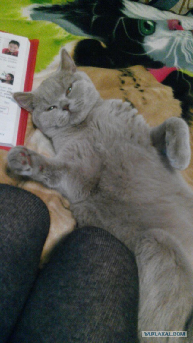 Скотинки - Животинки