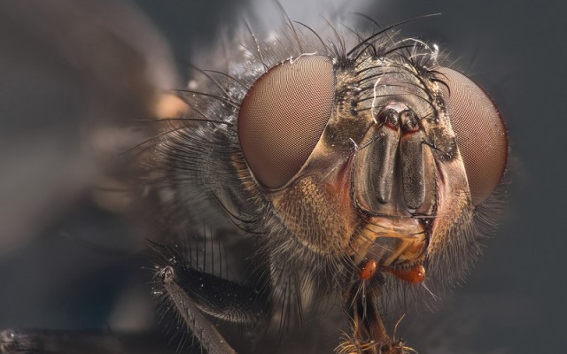 Мир в миллиметре