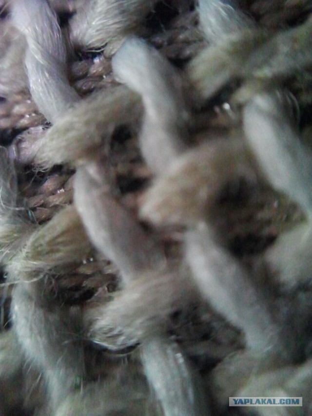 Мир в миллиметре