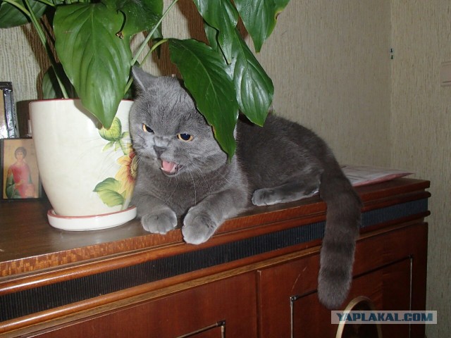 Котовторник 22.03.2016