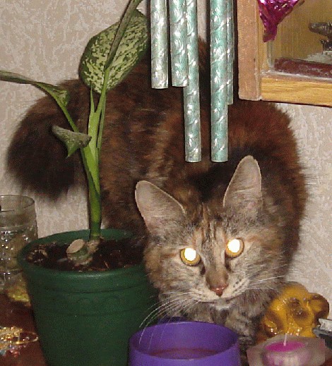 КошкоЛето!